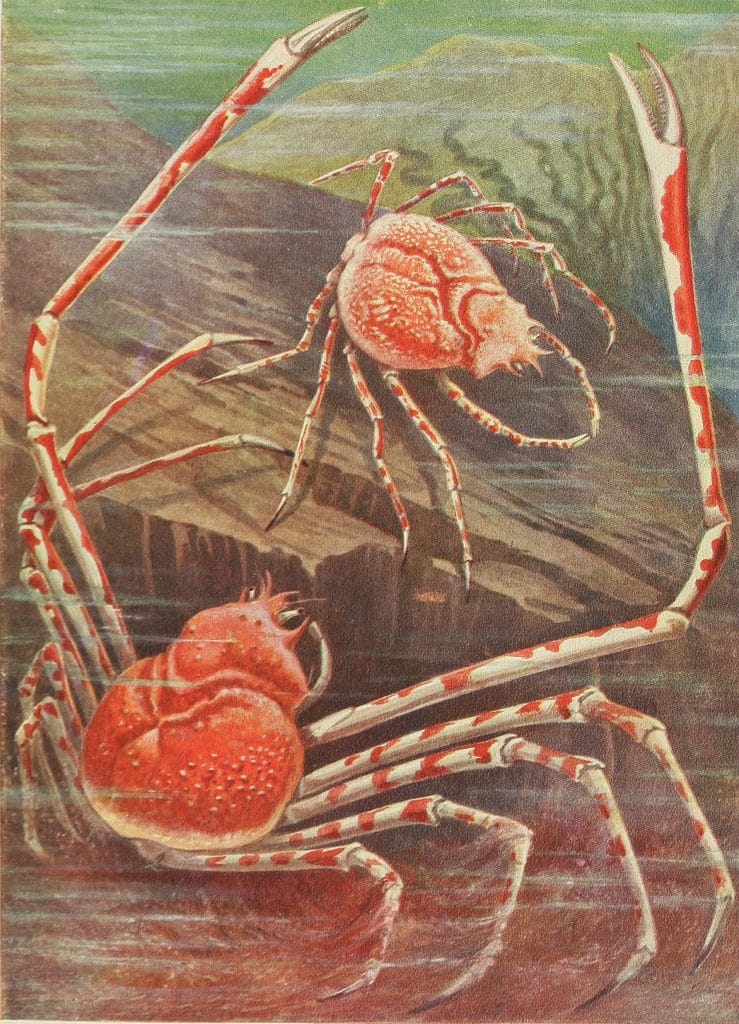 Giant crabs of Japan Vintage Illustration