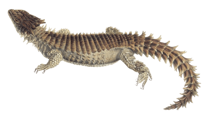 Giant girdled lizard Cordylus Gicanteus Vintage Illustration