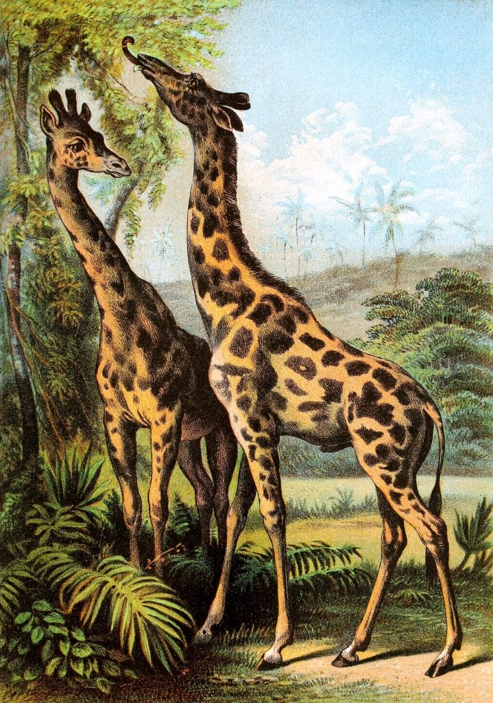 Giraffe Vintage Illustrations