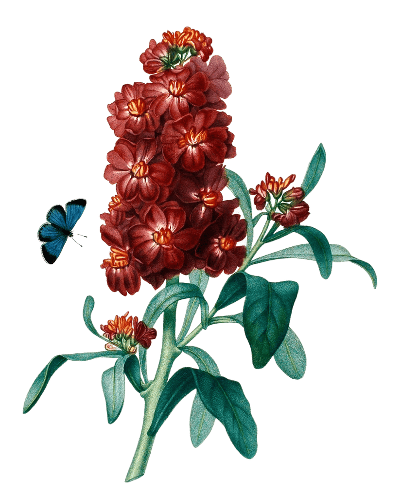 Giroflee Vintage Flower Illustration