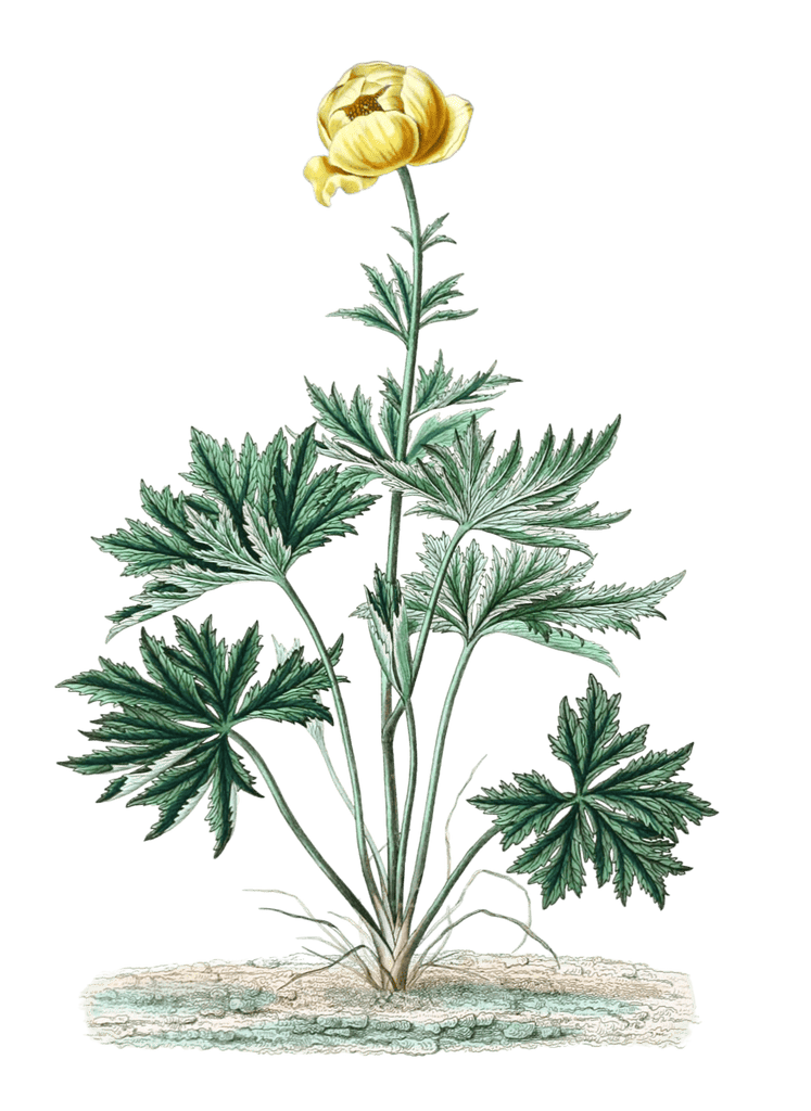 Globeflower-Trollie-Deurope