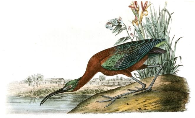 Glossy Ibis Bird Vintage Illustrations