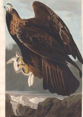 Golden Eagle Bird Vintage Illustrations