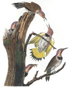Golden Winged Woodpecker Bird Vintage Illustrations
