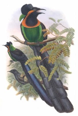 Gorgeted Bird Of Paradise Vintage Illustration