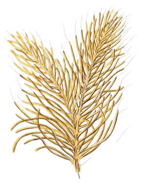 Gorgonia Acerofa Vintage Coral Illustration