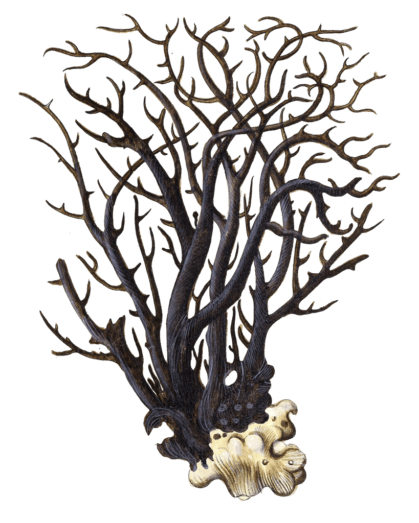 Gorgonia Antipathes 3 Vintage Coral Illustration