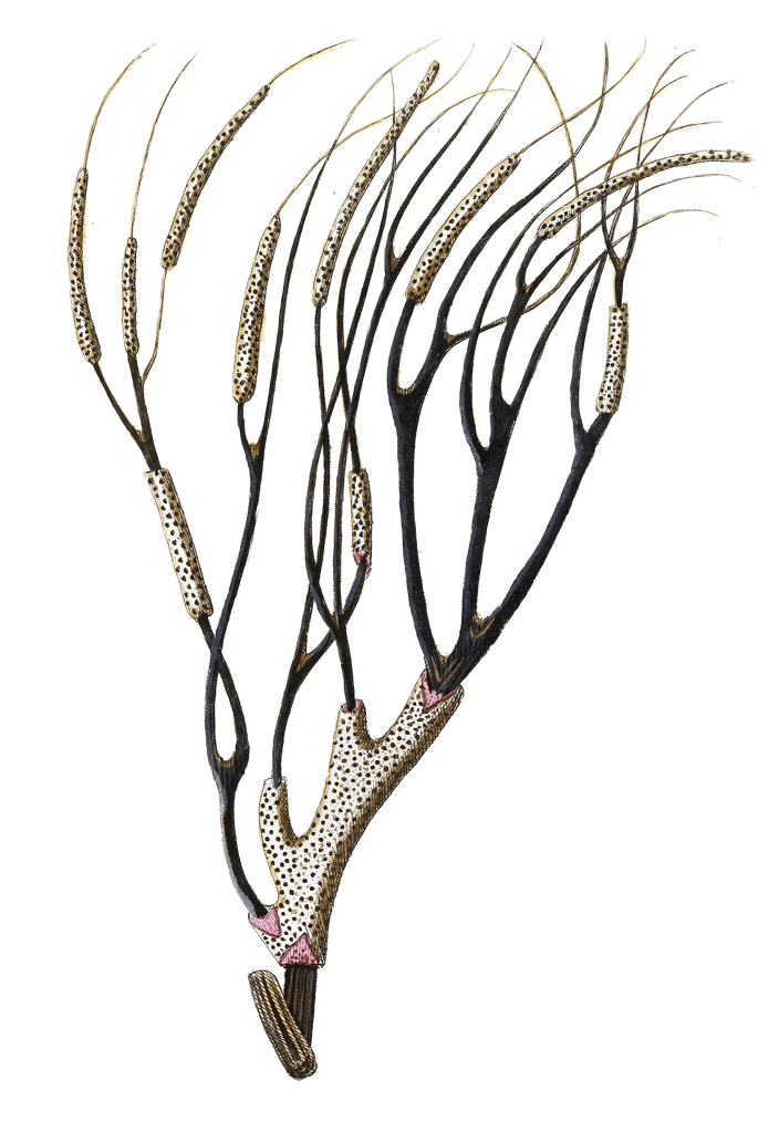 Gorgonia Antipathes Vintage Coral Illustration