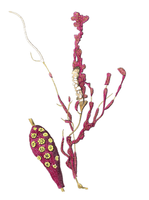 Gorgonia Coralloides Vintage Coral Illustration