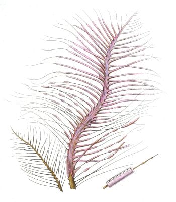 Gorgonia Fetofa