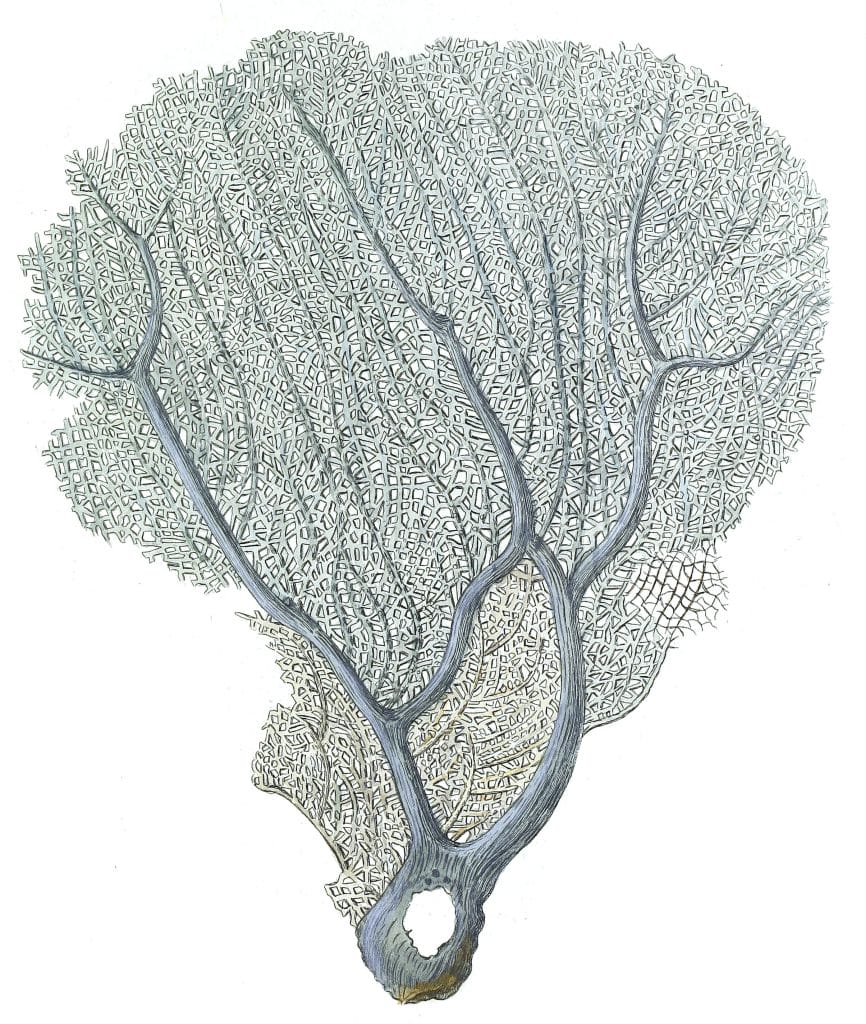 Gorgonia Flabellum 2