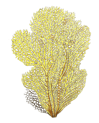 Gorgonia Flabellum Vintage Coral Illustration