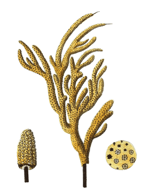 Gorgonia Luberola Vintage Coral Illustration