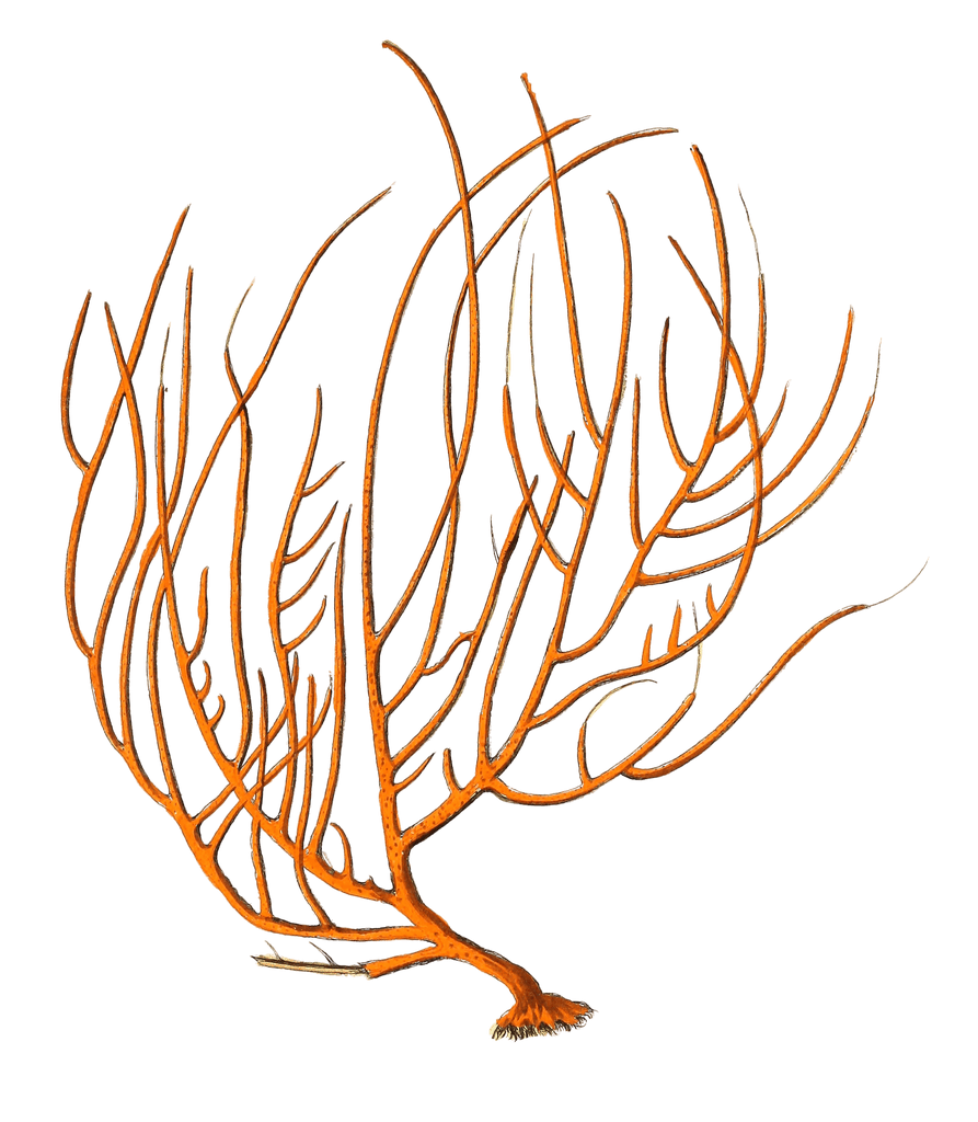Gorgonia Miniacea Vintage Coral Illustration
