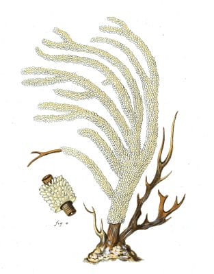 Gorgonia Muricata