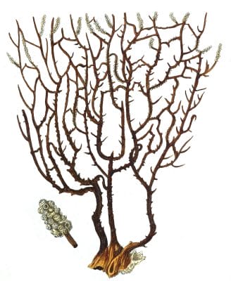 Gorgonia PLacomus variety