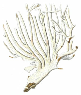Gorgonia Palma 1