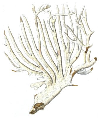 Gorgonia Palma 1