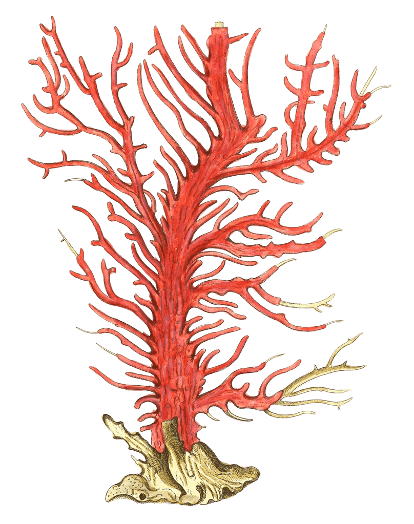 Gorgonia Palma Vintage Coral Illustration