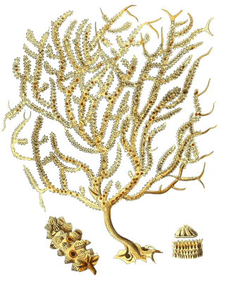 Gorgonia Placomus Vintage Coral Illustration