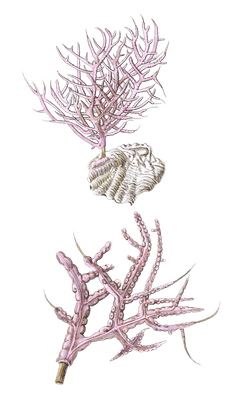 Gorgonia Purpurea Vintage Coral Illustration