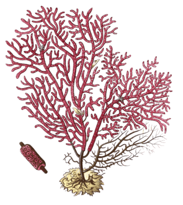 Gorgonia Safappo Vintage Coral Illustration - Free Vintage Illustrations