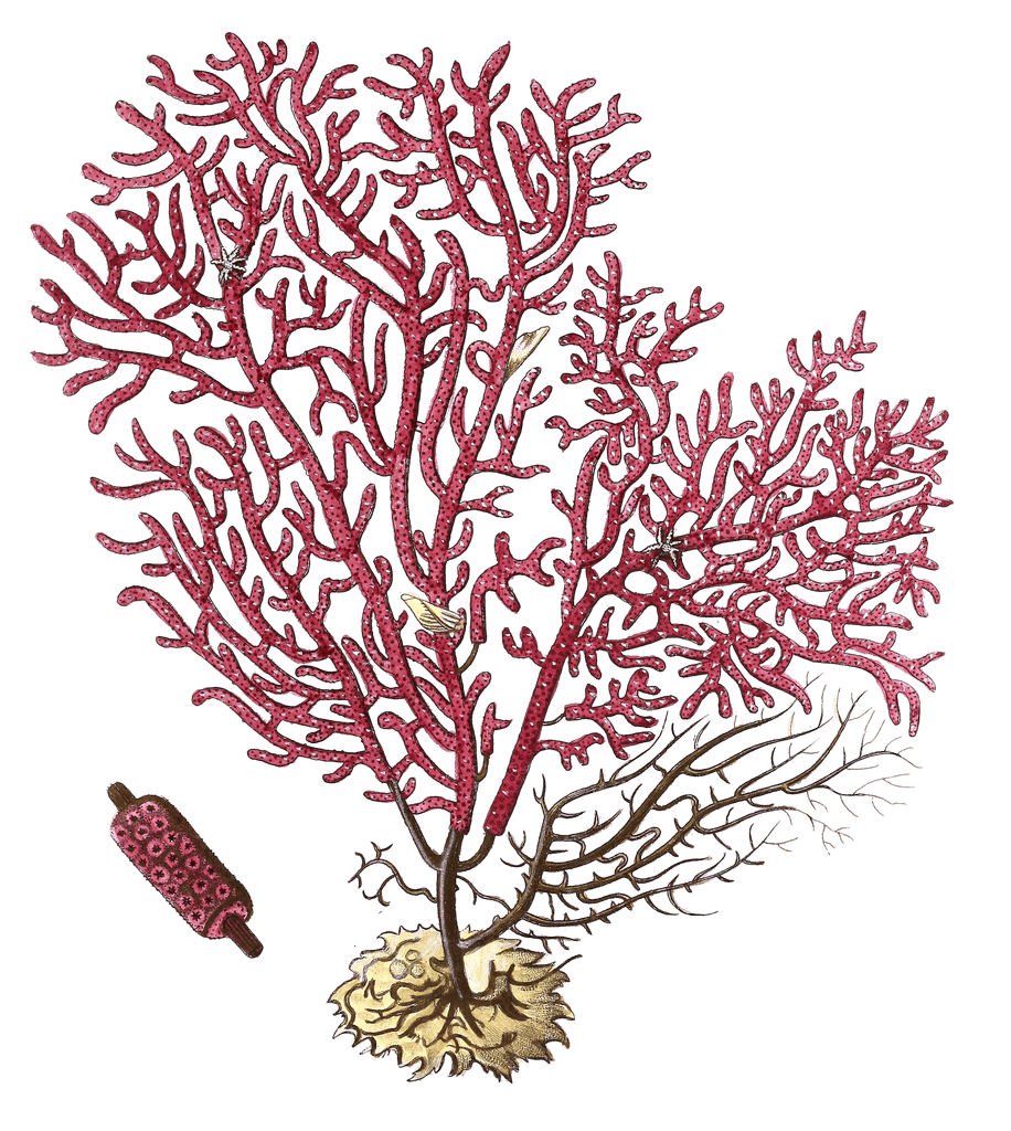 Gorgonia Safappo Vintage Coral Illustration