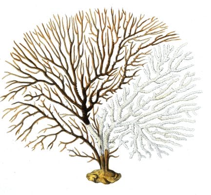 Gorgonia Tuberculata
