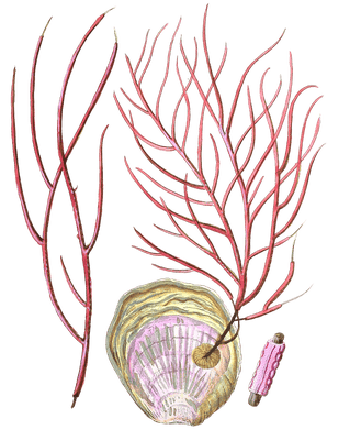 Gprgpmoa Ceratphyta Vintage Coral Illustration