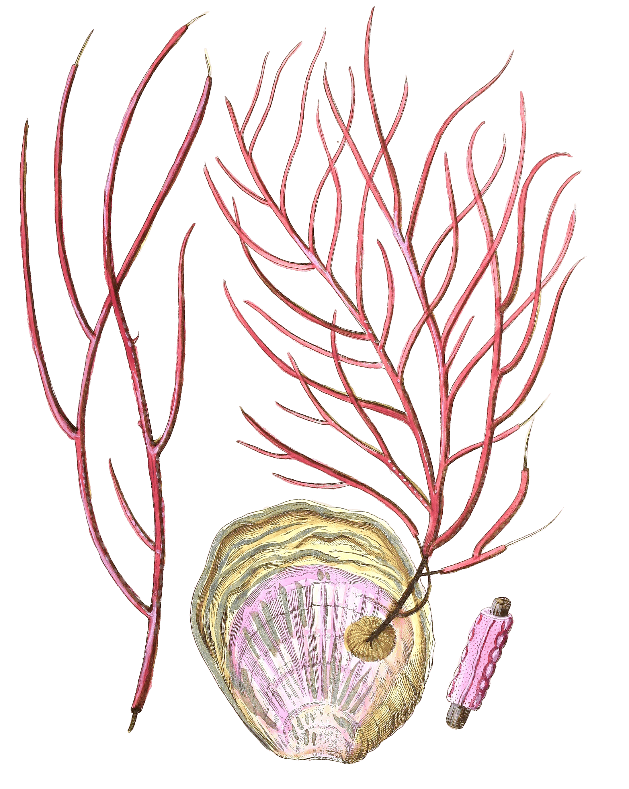 Gprgpmoa Ceratphyta Vintage Coral Illustration