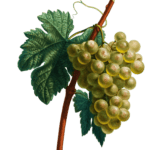 Grapes Raisin Blanc Vintage Fruit Illustration