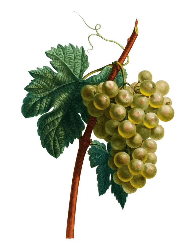 Grapes Raisin Blanc Vintage Fruit Illustration
