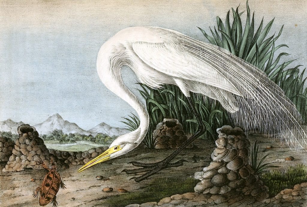 Great American White Egret Bird Vintage Illustrations