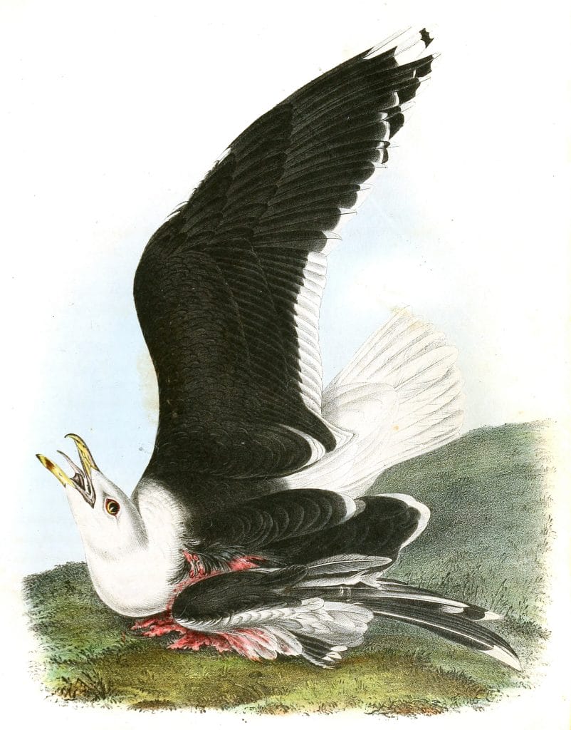 Great Black Backed Gull Bird Vintage Illustrations