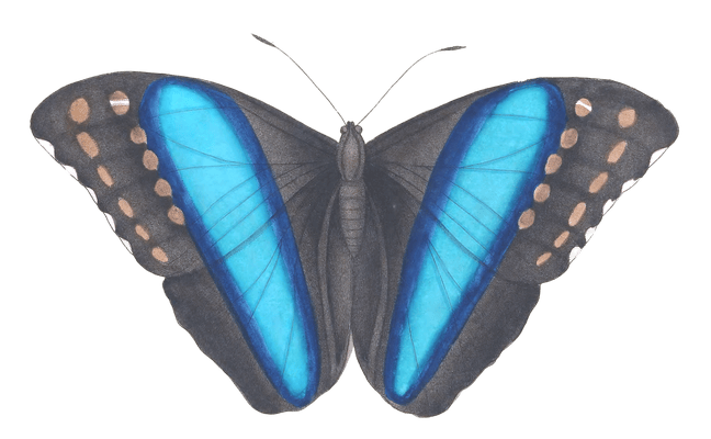 Great Blue Banded Butterfly Vintage Illustration