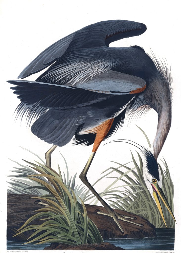 Great Blue Heron Bird Vintage Illustrations