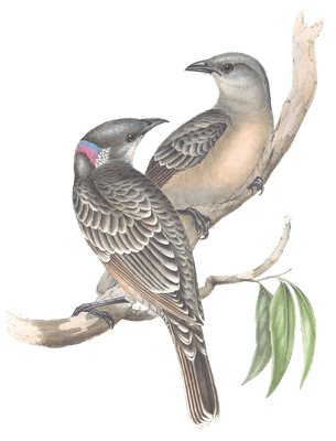 Great Bower Bird Bird Vintage Illustrations