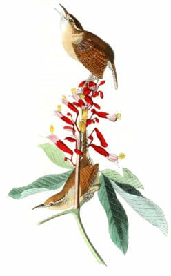 Great Carolina Wren Bird Vintage Illustrations