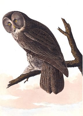 Great Cinerous Owl Bird Vintage Illustrations