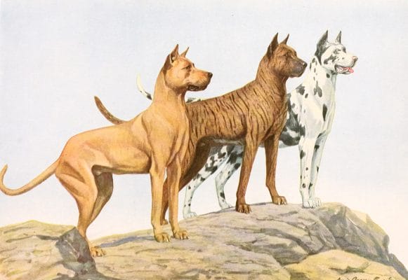 Great Dane Dogs Vintage Illustrations