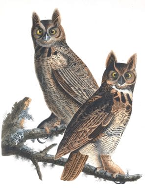 Great Horned Owl Bird Vintage Illustrations