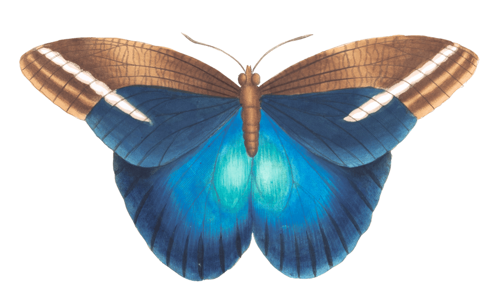 Great Occidental Butterfly Vintage Illustration