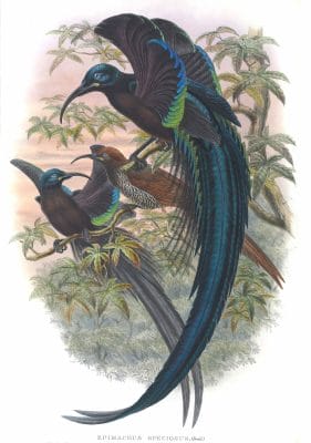 Great Sickle Billed Bird Of Paradise Vintage Illustration