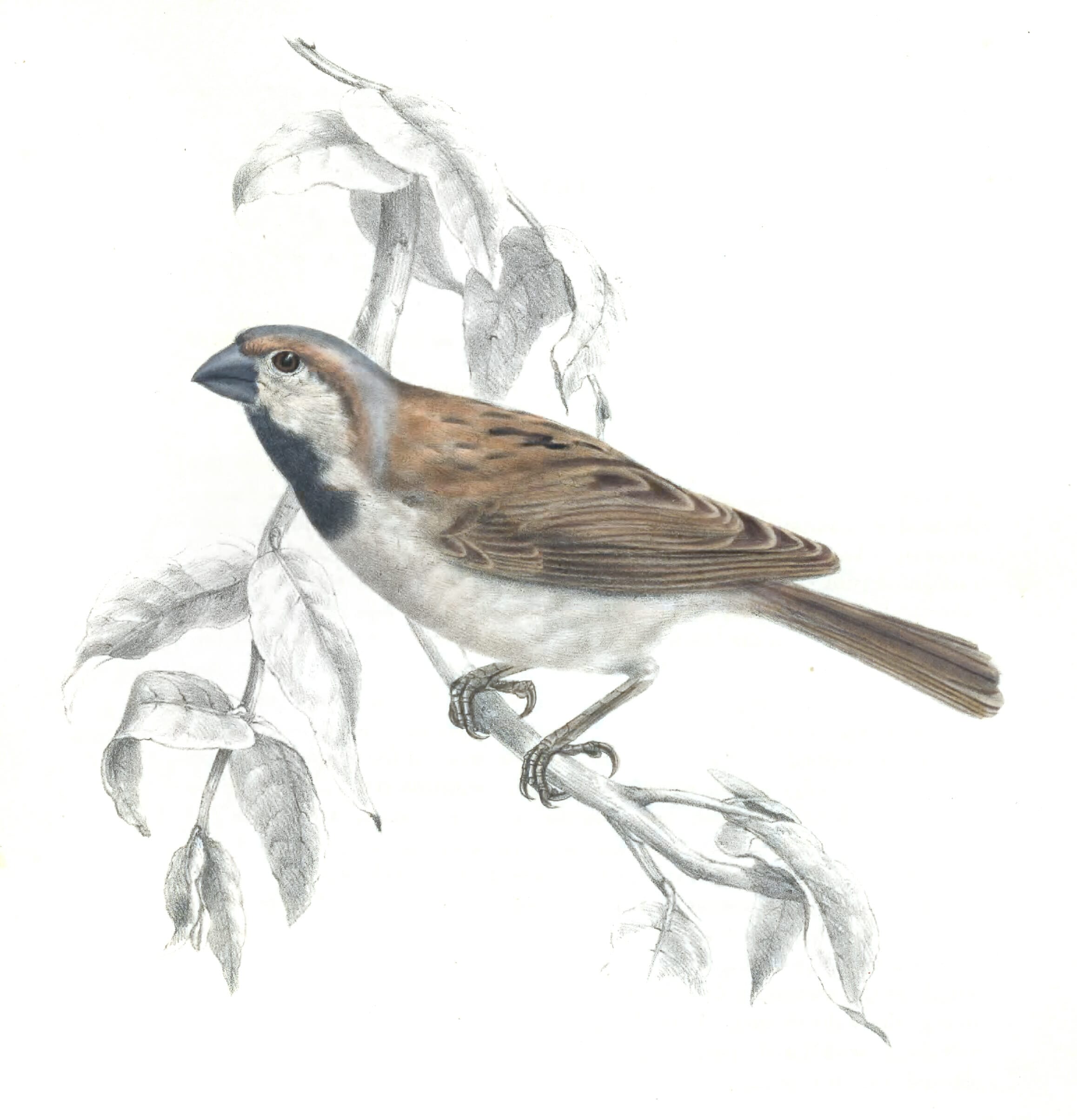 Great Sparrow Passer motitensis copy