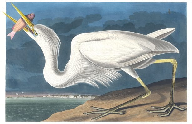 Great White Heron Bird Vintage Illustrations