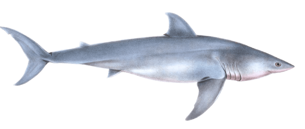 Great White Shark Carcharodon Capensis