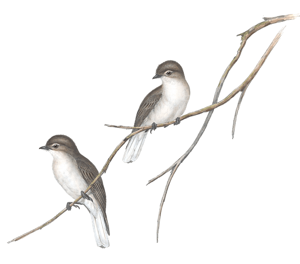 Great Winged Micaeca Bird Vintage Illustrations