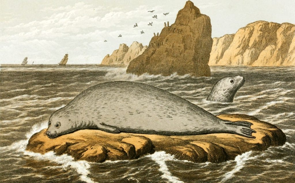 Great or Bearded Seal relaxing on a rock Vintage illustration