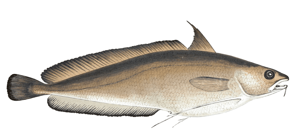 Greater Forkbeard Fish Vintage Illustration