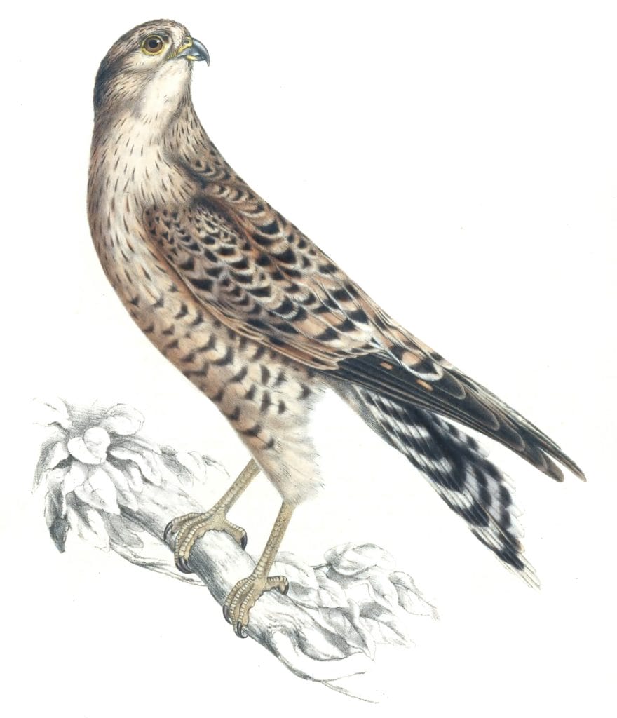 Greater kestrel falco rupicoloides copy